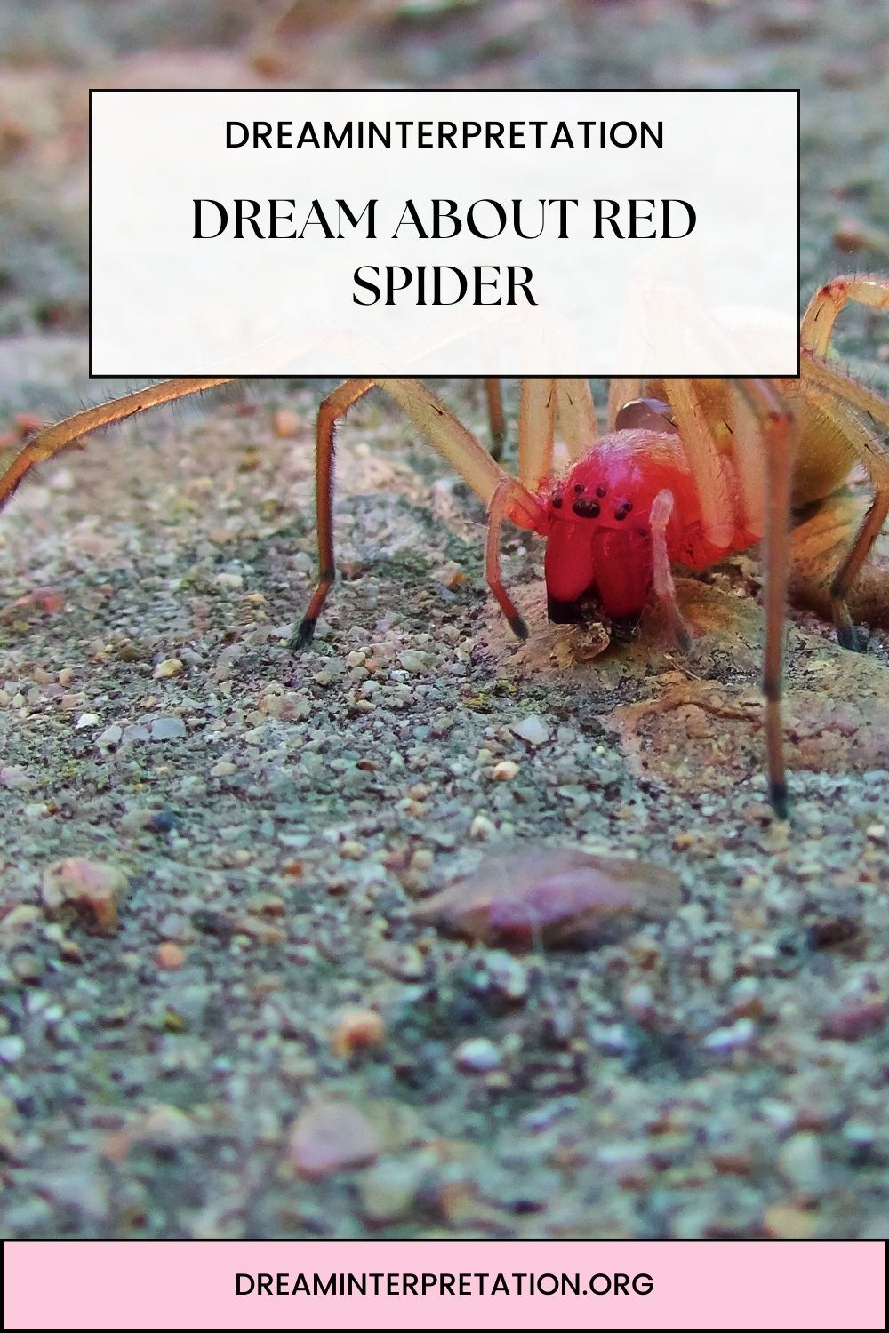 Dream about Red Spider pin 1