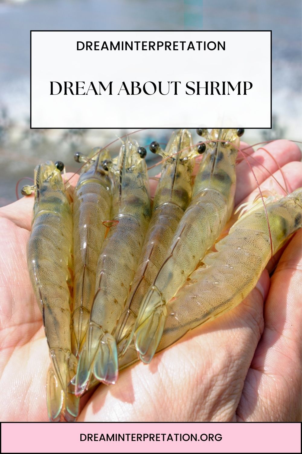 Dream about Shrimp pin 1