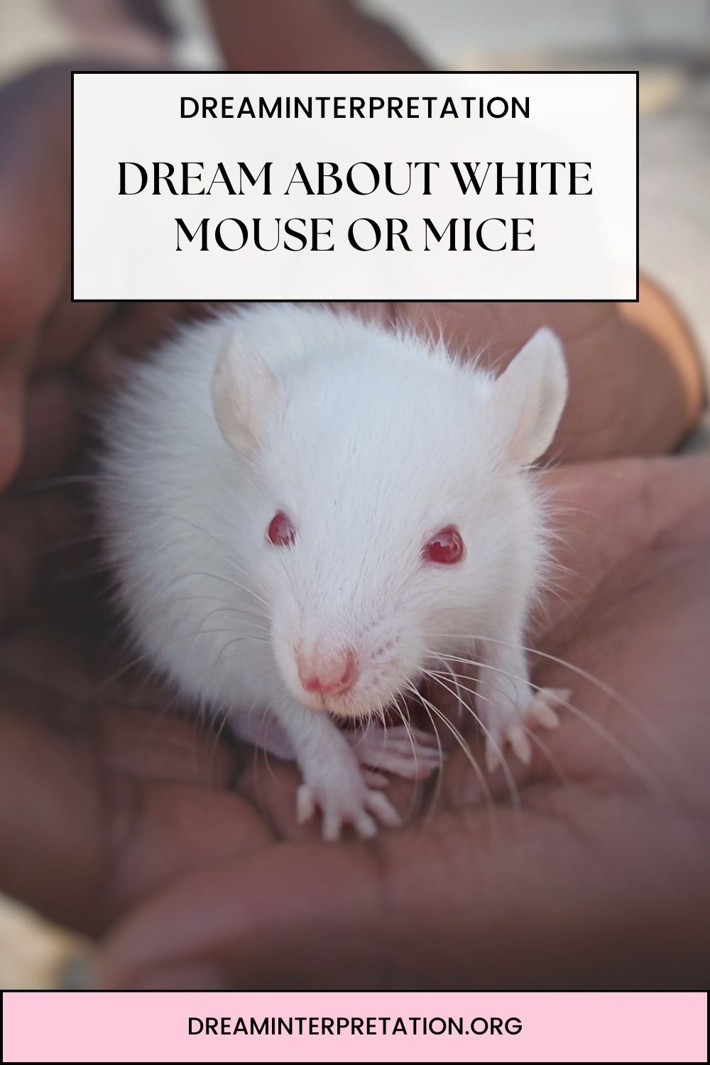 Dream about White Mouse or Mice pin 1