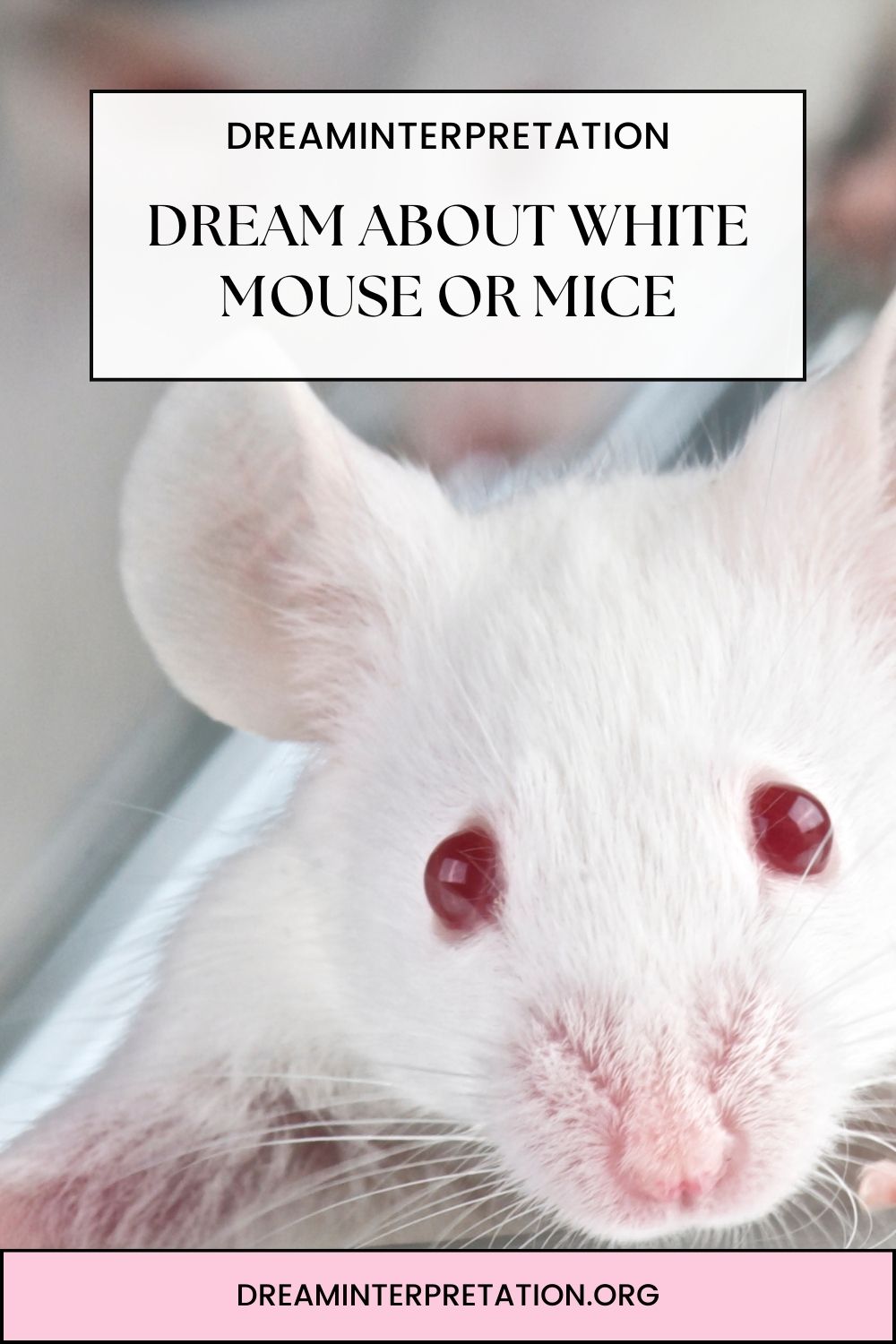 Dream about White Mouse or Mice pin 2