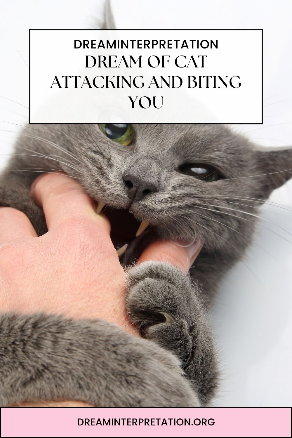 Dream of Cat Attacking and Biting You pin1