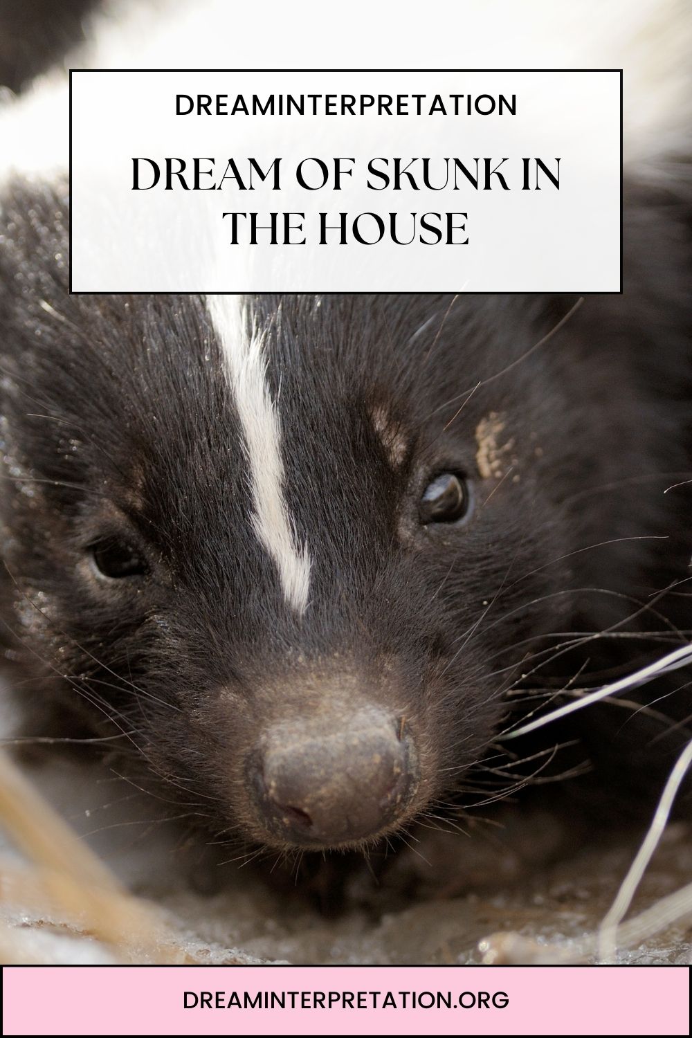 Dream of Skunk in the House pin 1