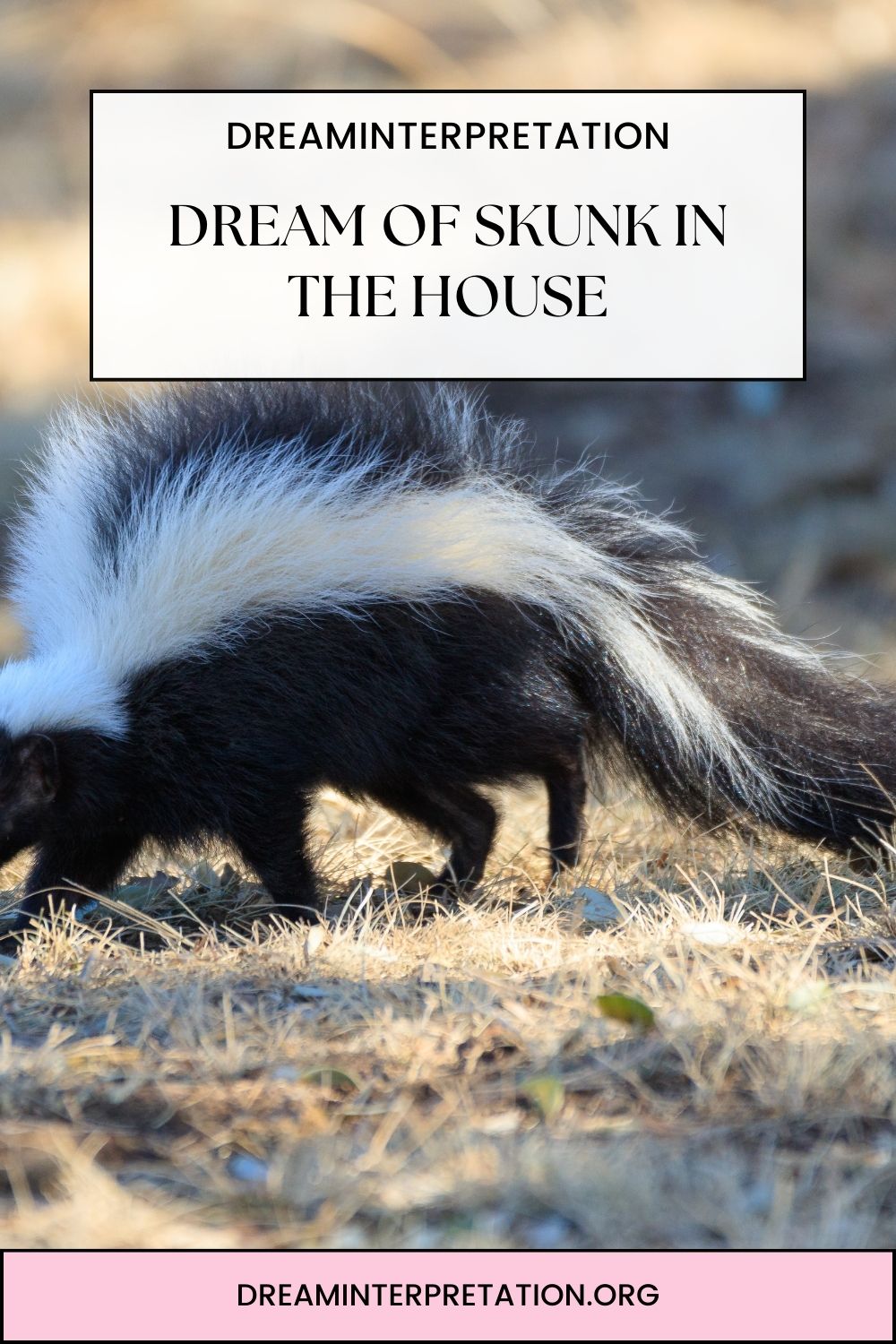 Dream of Skunk in the House pin 2